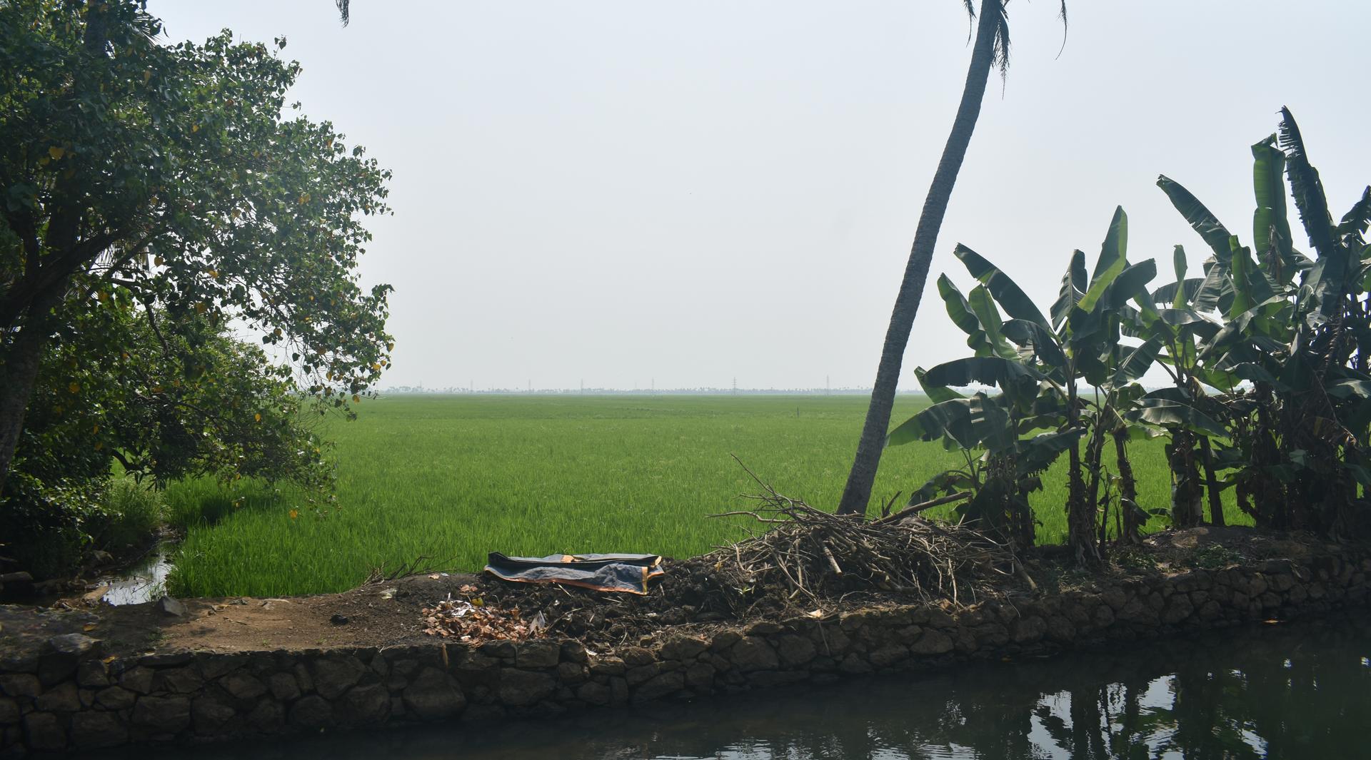 Kottayam fields